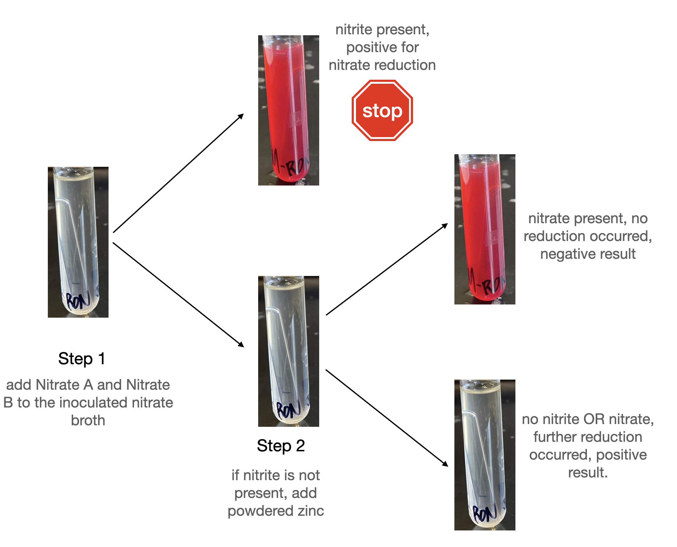 <ul><li><p>Detects if bacteria can reduce nitrate to nitrite </p></li><li><p>Positive: medium turns red after adding reagent; or medium remains colorless after adding reagent and zinc (N<sub>2</sub> gas) </p></li><li><p>Negative: medium remains colorless after adding reagent; or medium turns red after adding zinc </p></li></ul><p></p>