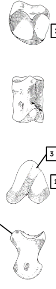 <p>identify with features </p>