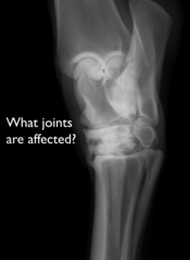 <p>What is the etiology for hock osteoarthritis seen on this DLPMO?</p>