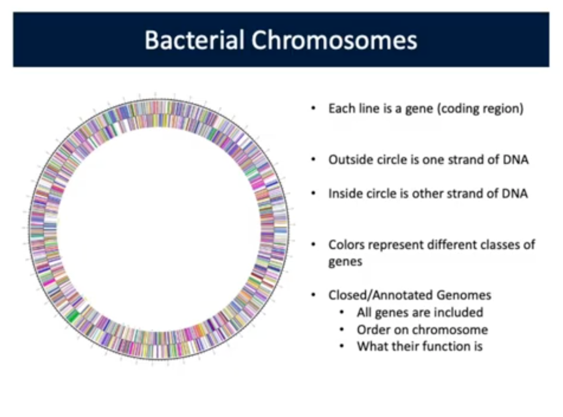 <p>Bacterial Chromosomes</p>
