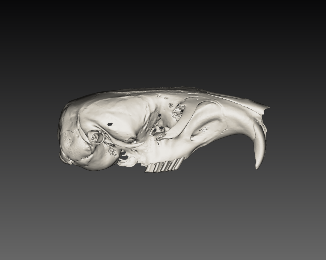 <p>Family Geomyidae Thomomys talpoides (Northern pocket gopher)</p>