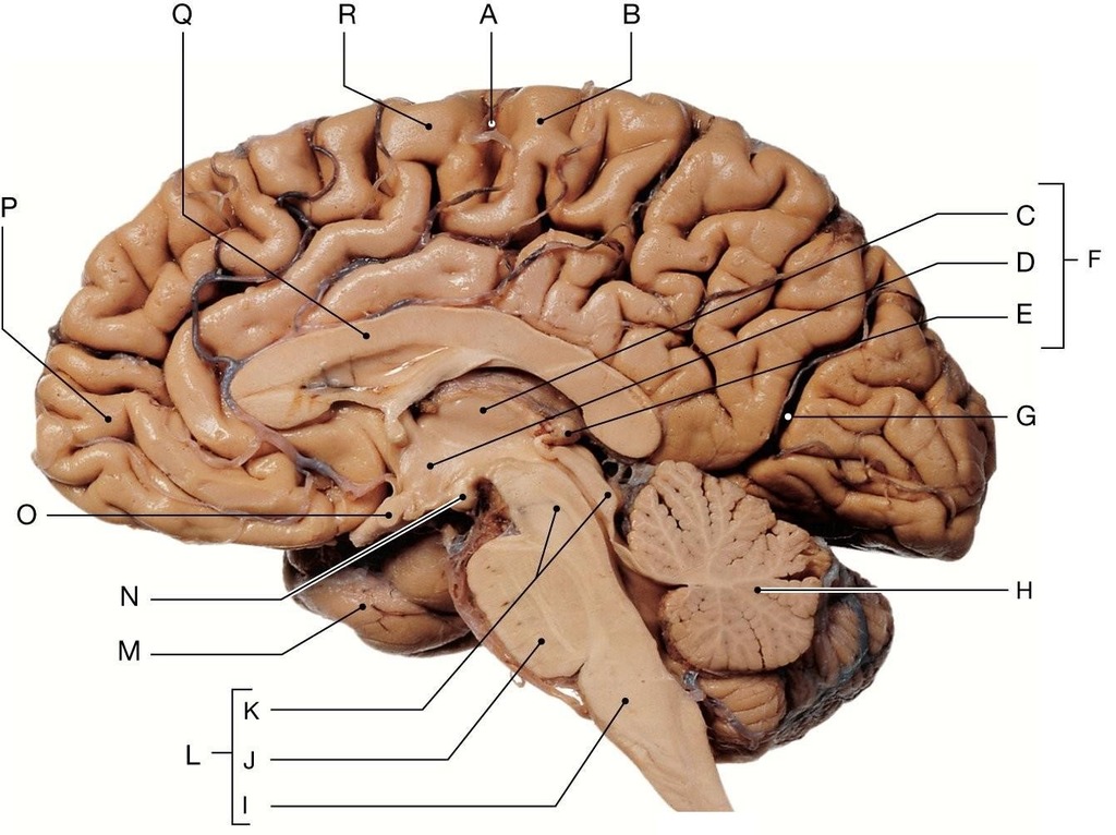 <p>What organ is shown in P?</p>