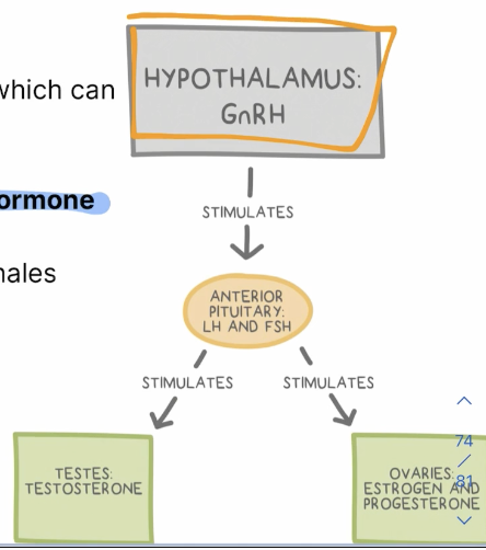 <p>Anterior pituitary gland producing tropic/direct hormones </p><p>LH and FSH โ tropic hormones targeting the testes in males and ovaries in females </p><p>Hypothalamus releasing a hormone known as gonadotropin (GnRH) stimulating the release of other hormones </p><p>Creates estrogen and progesterone in ovaries, while it creates testosterone in testes </p>