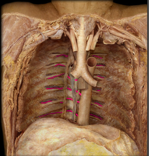 <p>on each side, one beneath each rib, these join with anterior intercostal artery laterally and beneath each rib</p>