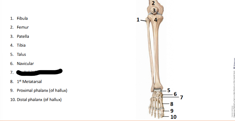 <p>What bone landmark is this within the <strong>Lower-Appendicular Skeleton? (Leg - Foot)</strong></p>