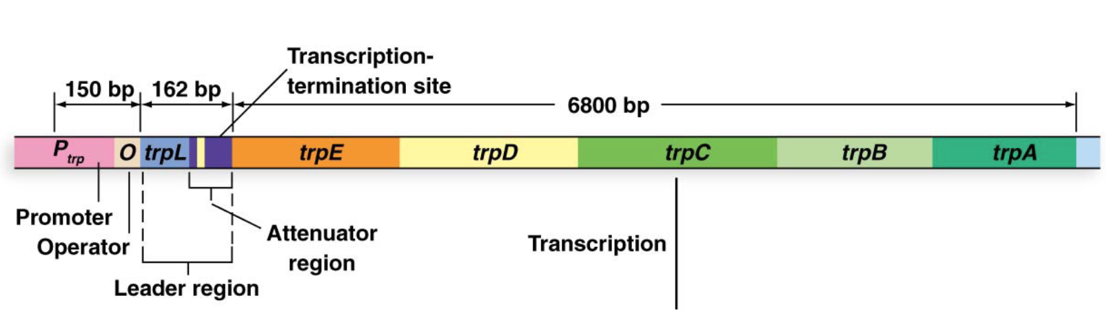 <ul><li><p><strong>Promoter (trpP):</strong> Binds RNA polymerase.</p></li><li><p><strong>Operator (trpO):</strong> Binds the <em>TrpR repressor protein</em>.</p></li><li><p><strong>Leader region (trpL):</strong> Contains the <strong><em>attenuator </em></strong><em>region</em></p></li></ul><p></p>