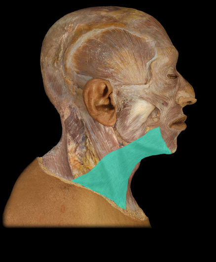 <p>Platysma m.</p>