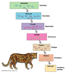 <p>The science of classifying organisms</p>