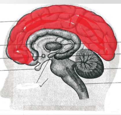 <p>Cerebral Cortex (Cerebrum)</p>