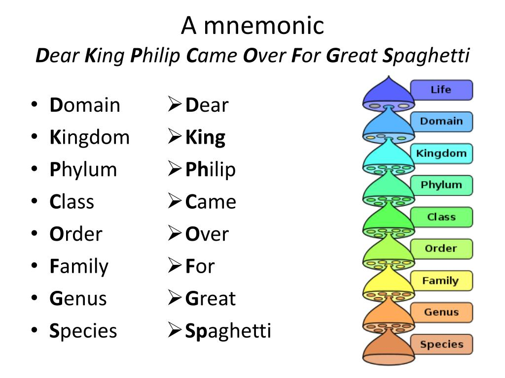 <p>'Did King Phillip Came Over From Greater Spain.'</p>