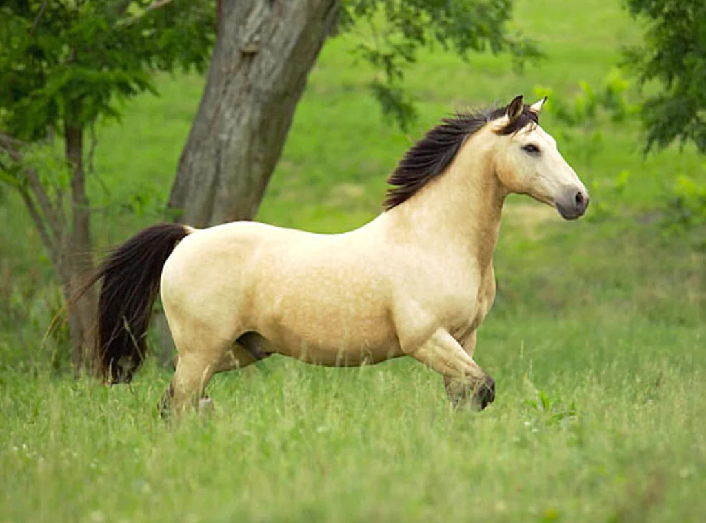 <p>buckskin</p>