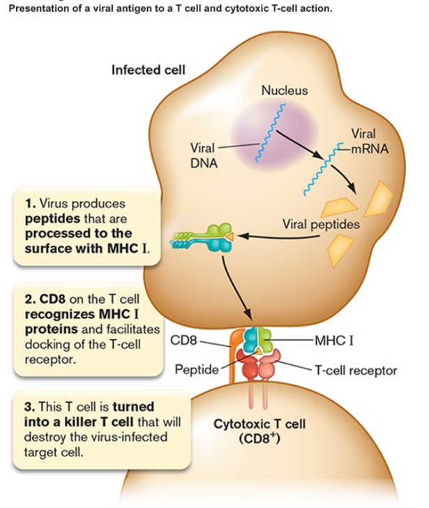 <p>Adaptive Immunity (third line of defense)</p><ul><li><p>effective against virally infected cells or cancerous host cells</p></li><li><p>operates via activated cytotoxic T-cells (TC)</p><ul><li><p>TC cell recognizes the foreign antigen/class I MHC on APC via its T-cell receptor (TCR) and CD8 co-receptor</p></li><li><p>binding of B7 & CD28 serves as confirmation signal</p></li><li><p>IL-2 secreted by TH1 induces proliferation of TC cells</p></li></ul></li><li><p>activated TC kills infected host cells</p><ul><li><p>TC cell recognizes the foreign antigen/class I MHC on infected cell via its T-cell receptor (TCR) and CD8 co-receptor</p><ul><li><p>in this case, no binding of B7 & CD28</p></li><li><p>signals to TC cell that it is binding to an infected cell, not an APC</p></li></ul></li><li><p>binding results in secretion of cell killing proteins</p><ul><li><p>perforin</p></li><li><p>granzymes</p></li></ul></li></ul></li><li><p>proliferation is selective, i.e., only TC cells with TCR fitting foreign antigen are activated</p><ul><li><p>activation will only occur if APC is also activating nearby TH1</p></li><li><p>activated TH1 will also bind to macrophages via TCR and secrete cytokines that activate macrophages and promote inflammation</p></li></ul></li></ul><p></p>