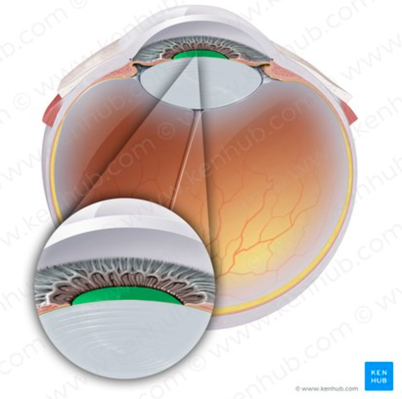 <p>Opening that lets light enter.</p><p>(VASCULAR TUNIC)</p>
