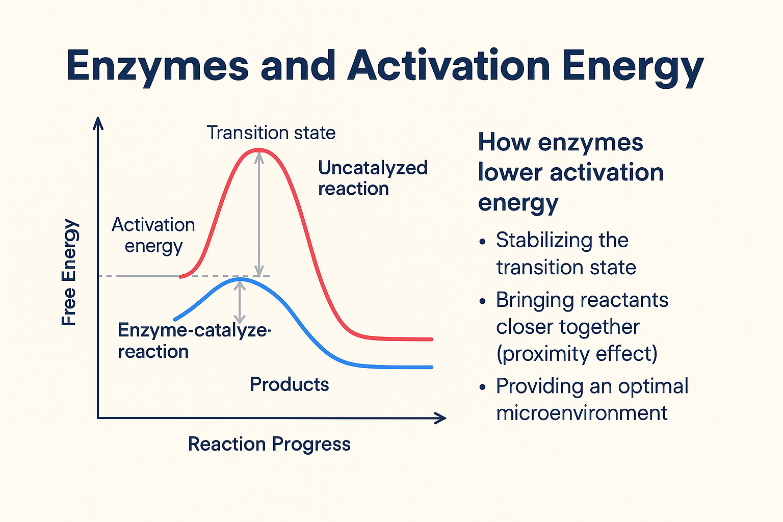 <p>Activation energy is energy required to initiate a reaction, enzymes lower activation which leads to faster rate of reaction by straining bonds in substrate</p>