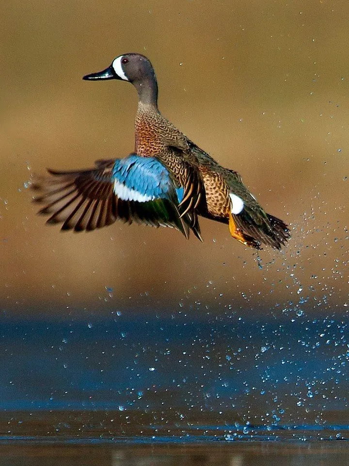 <p>Spatula discors (blue-winged teal) (male)</p>