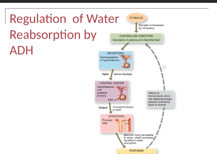<p>key hormones secreted by renal tubules</p><p>RAA- angiotensin ll increases blood volume and pressure, regulated electrolyte reabsorption and secretion along with aldosterone which also increases reabsorption of water in the collecting duct</p><p>ADH- antidiuretic hormone, regulated facultative water reabsorption by increasing the water permeability of principal cells</p><p>ANP- atrial natriuretic peptide, can inhibit both water and electrolyte reabsorption</p><p>PTH- parathyroid hormone, promotes calcium reabsorption</p>