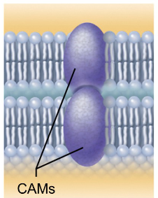 <p>Membrane proteins connect neighboring cells at cellular junctions.</p>