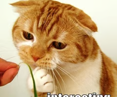 <p>c'est</p>