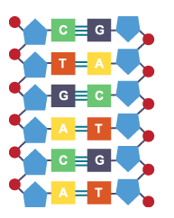 <p>What does each nucleotide in DNA consist of?</p>