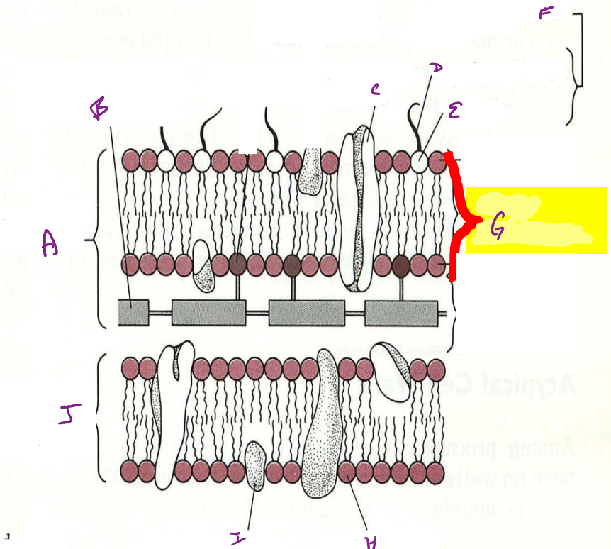 <p>g</p>