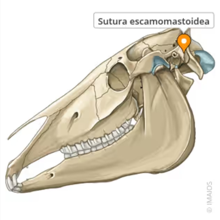 <p>sutura escamomastoidea</p>