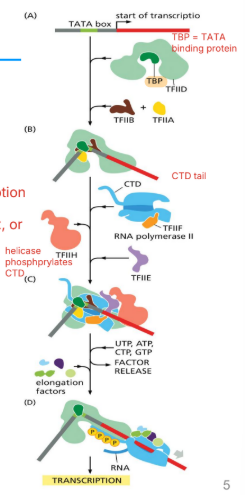 <p>Help position RNAP at eukaryotic promoters</p><ul><li><p>TF = general transcription factor</p></li><li><p>II = RNA pol II</p></li><li><p>subunit = D, B, A, etc</p></li></ul><p>.</p><p>Many euk promoters have TATA box</p><p></p>