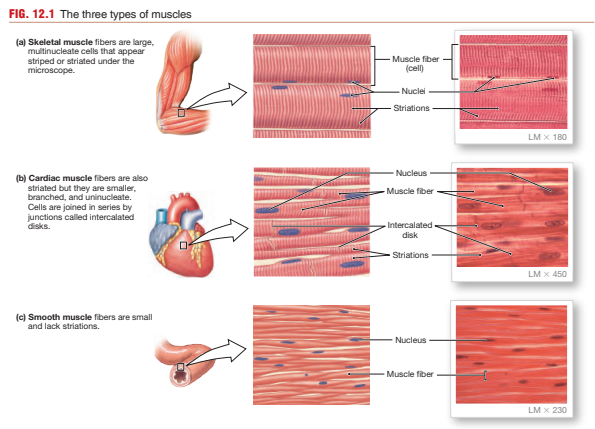 <p>Skeletal muscle </p><ul><li><p>Long multinucleated fibers</p></li><li><p>Striated</p></li><li><p>Voluntary control</p></li><li><p>Produces rapid, forceful contractions</p></li></ul><p> Cardiac muscle </p><ul><li><p>Branched striated cells</p></li><li><p>Intercalated discs</p></li><li><p>Involuntary rhythmic contraction</p></li><li><p>Found in the heart</p></li></ul><p> Smooth muscle </p><ul><li><p>Spindle-shaped cells</p></li><li><p>Non-striated</p></li><li><p>Involuntary contraction</p></li><li><p>Found in hollow organs and vesselsWhat are sarcoplasm, sarcolemma, and sarcoplasmic reticulum?</p></li></ul><p></p>