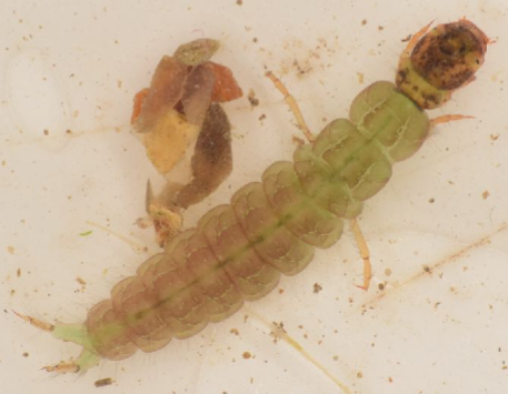 <p>Only first thoracic segment covered with a sclerotised plate; no gills along side of body; spots on head; body slightly flattened.</p>