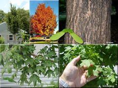 <p>Aceraceae (Sapindaceae) - Acer floridanum</p>