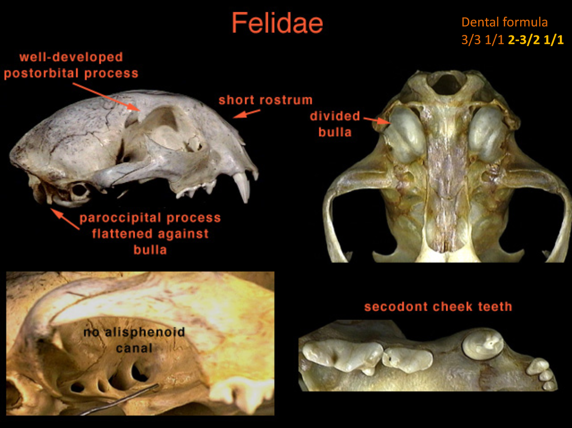 <p>Feet: digitigrade, 5(4)-4.</p><p>Teeth: 3/3,1/1<strong>, 2-3/2, 1/1</strong>. <strong>Prominent carnassial pair</strong>, tiny molar.</p><p>Skull: Short-rounded skull, with short rostrum. <strong>Alisphenoid canal absent.</strong></p><p>Nocturnal. Territorial, polygamous. Bobcats mate early spring with 3 kits in late spring/summer after ~60 day gestation, who disperse after 8 months. Cougars mate year round, longer gestation, kits require 1.5 - 2 years.</p>