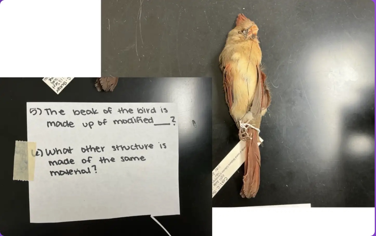 <p>The beak of the bird is made up of modified _____?</p>