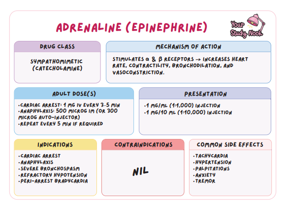 <p>Sympathomimetic (Catecholamine) - Stimulates $$\alpha$$ and $$\beta$$ receptors, increasing heart rate, contractility, bronchodilation, and vasoconstriction.</p>