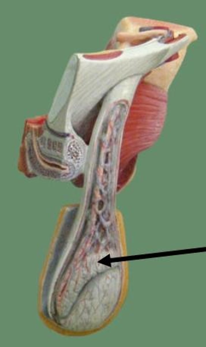 <p>contains efferent ductules and is located on superior aspect of testis</p>