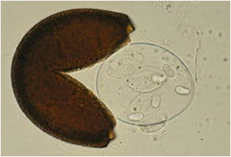 <p><span>horses and donkeys</span></p>