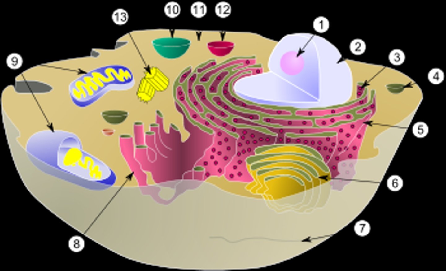 <p>An organised and specialised structure found within cells.</p>