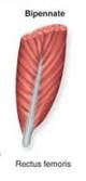 <p>Muscle fibres attach on both sides of the central tendon, resembling a symmetrical feather eg. rectus femoris (quad)</p>