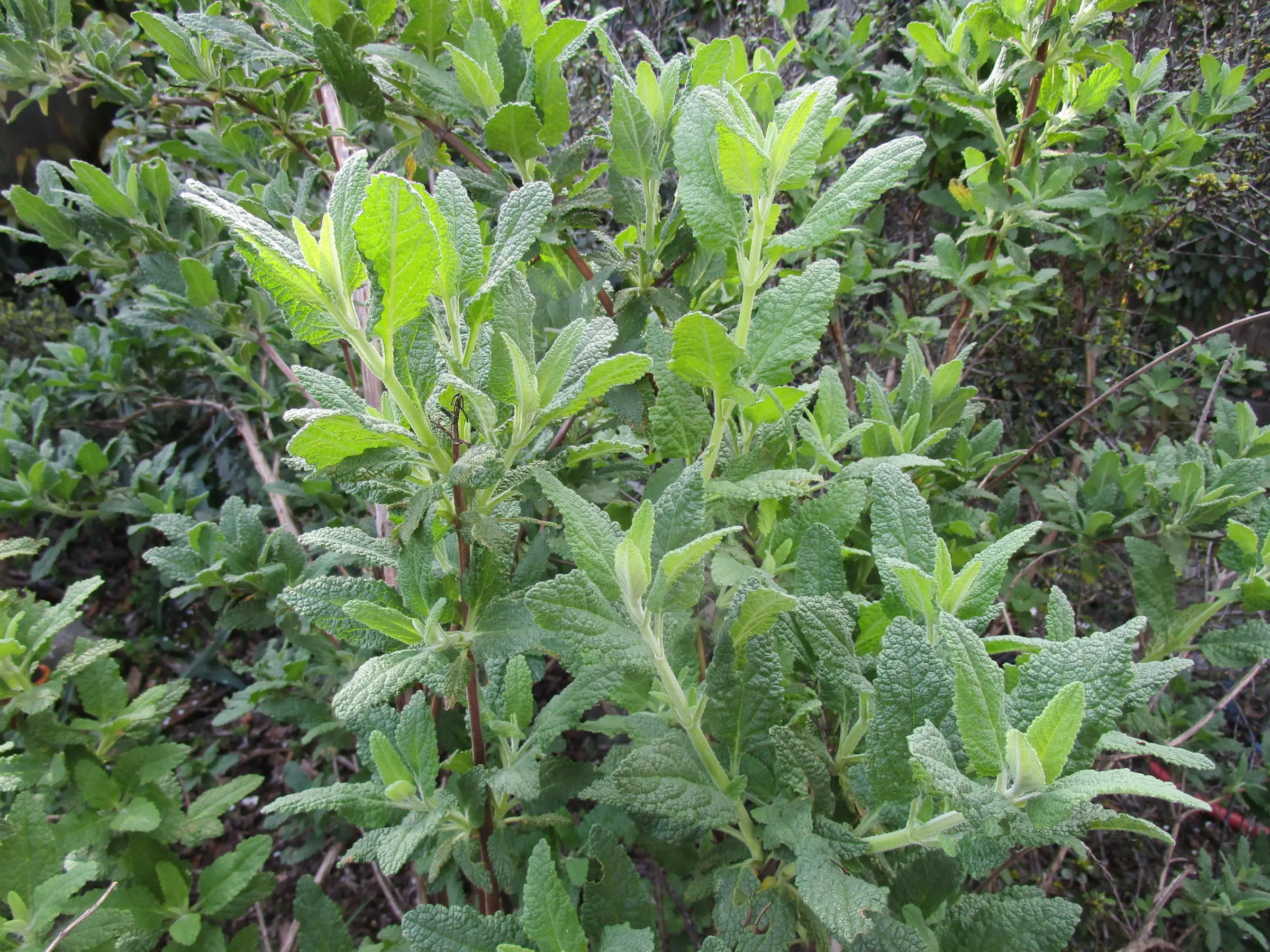 <p>pitcher sage</p>
