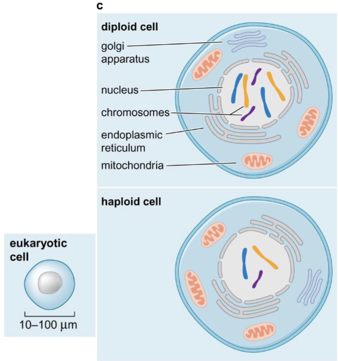 <p>Diploid vs. Haploid Cells</p>