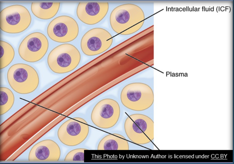 <p>What can we take away from this image about Living Cells?</p>