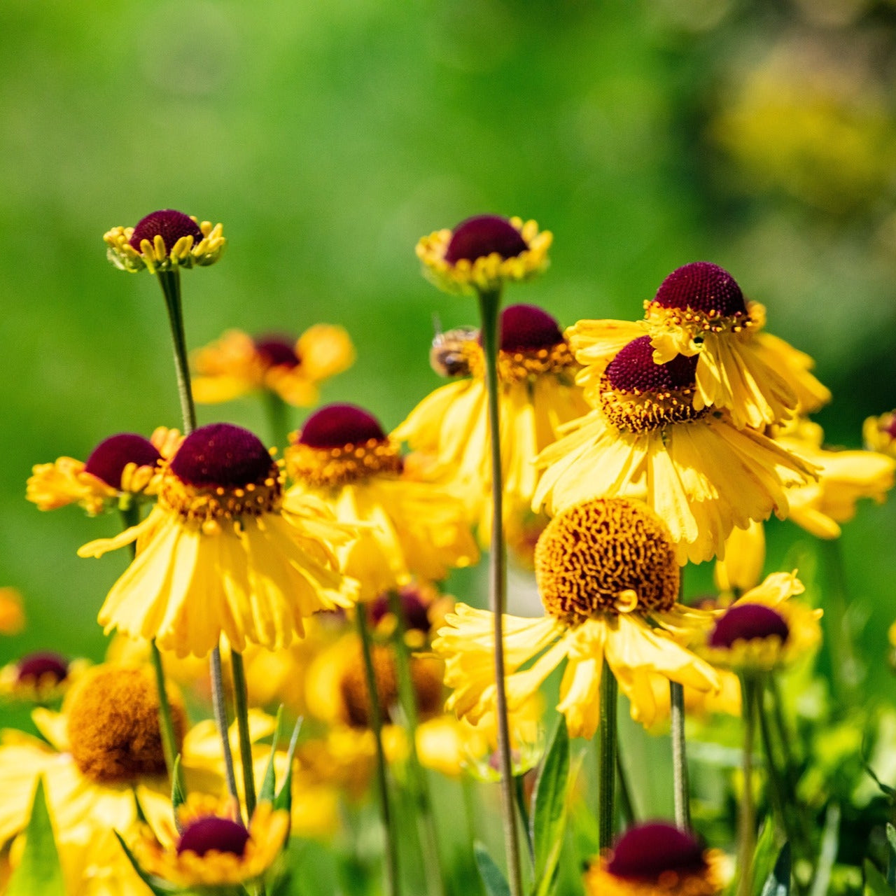 <p><span><em><u>Helenium amarum</u></em></span></p>