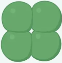 <p>four cells arranged together </p>