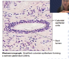 <p>Two or more cell layers: surface cells square</p><p>Salivary and sweat gland ducts: secrete saliva and sweat</p>
