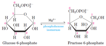 <p>2nd step of glycolysis and 10th step of gluconeogenesis</p><p>catalysed by <span style="background-color: transparent;"><strong>phosphoglucose isomerase</strong></span></p>
