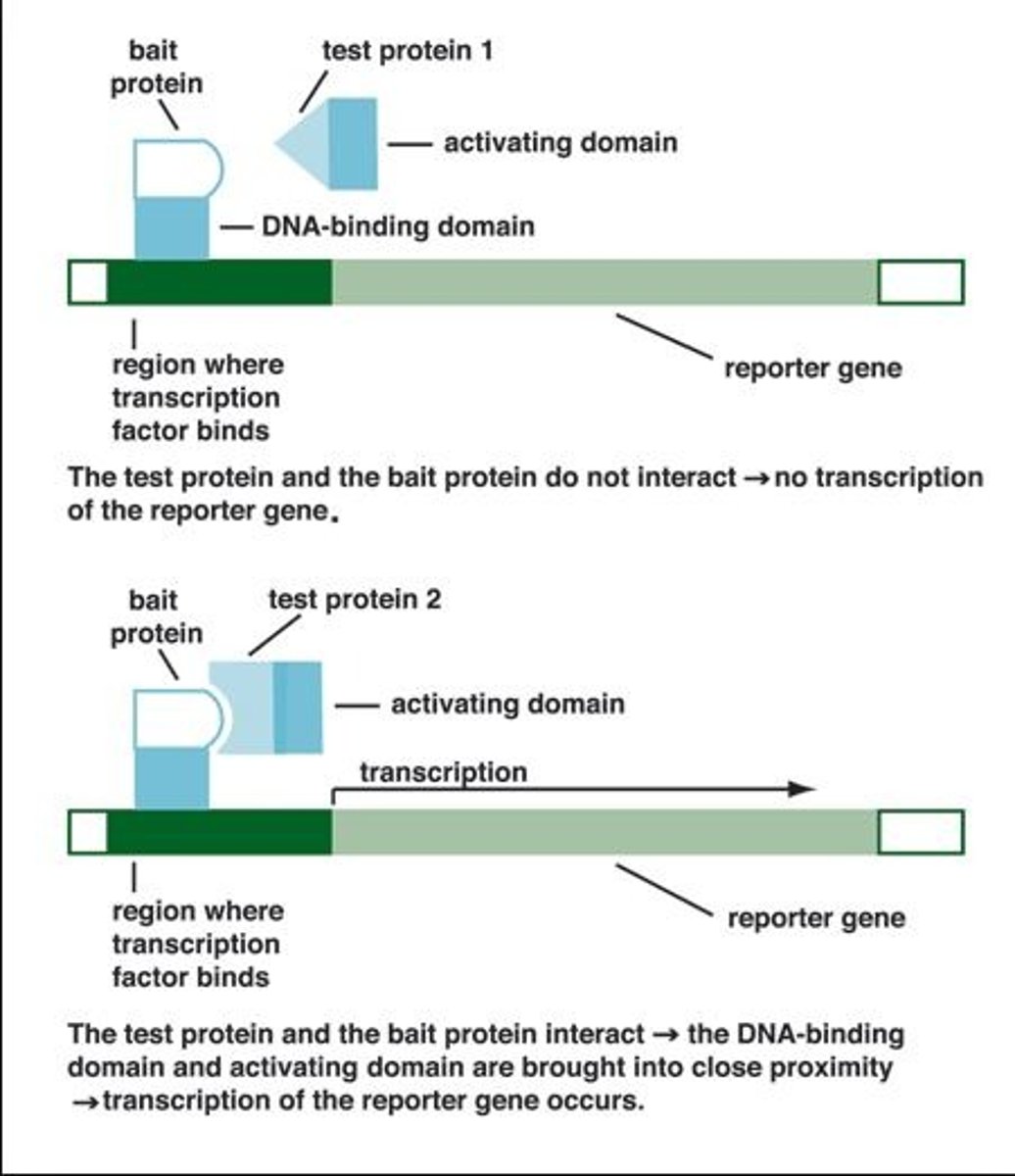<p>A sophisticated genetic approach to defining protein-protein interactions is based on the properties of the Gal4 protein (Gal4p), which activates transcription of certain genes in yeast. Gal4p has two domains, one that binds to a specific DNA sequence and another that activates the RNA polymerase that synthesizes mRNA from an adjacent reporter gene. The domains are stable when separated, but activation of the RNA polymerase requires interaction with the activation domain, which in turn requires positioning by the DNA-binding domain. Hence, the domains must be brought together to function correctly In this method, the protein-coding regions of genes to be analyzed are fused to the coding sequences of either the DNA-binding domain or the activation domain of Gal4p, and the resulting genes express a series of fusion proteins. If a protein fused to the DNA-binding domain interacts with a protein fused to the activation domain, transcription is activated. The reporter gene transcribed by this activation is generally one that yields a protein required for growth, or is an enzyme that catalyzes a reaction with a colored product. Thus, when grown on the proper medium, cells that contain such a pair of interacting proteins are easily distinguished from those that do not. Typically, many genes are fused to the Gal4p DNA-binding domain gene in one yeast strain, and many other genes are fused to the Gal4p activation domain gene in another yeast strain, then the yeast strains are mated and individual diploid cells grown into colonies. This allows for large-scale screening for proteins that interact in the cell.</p>