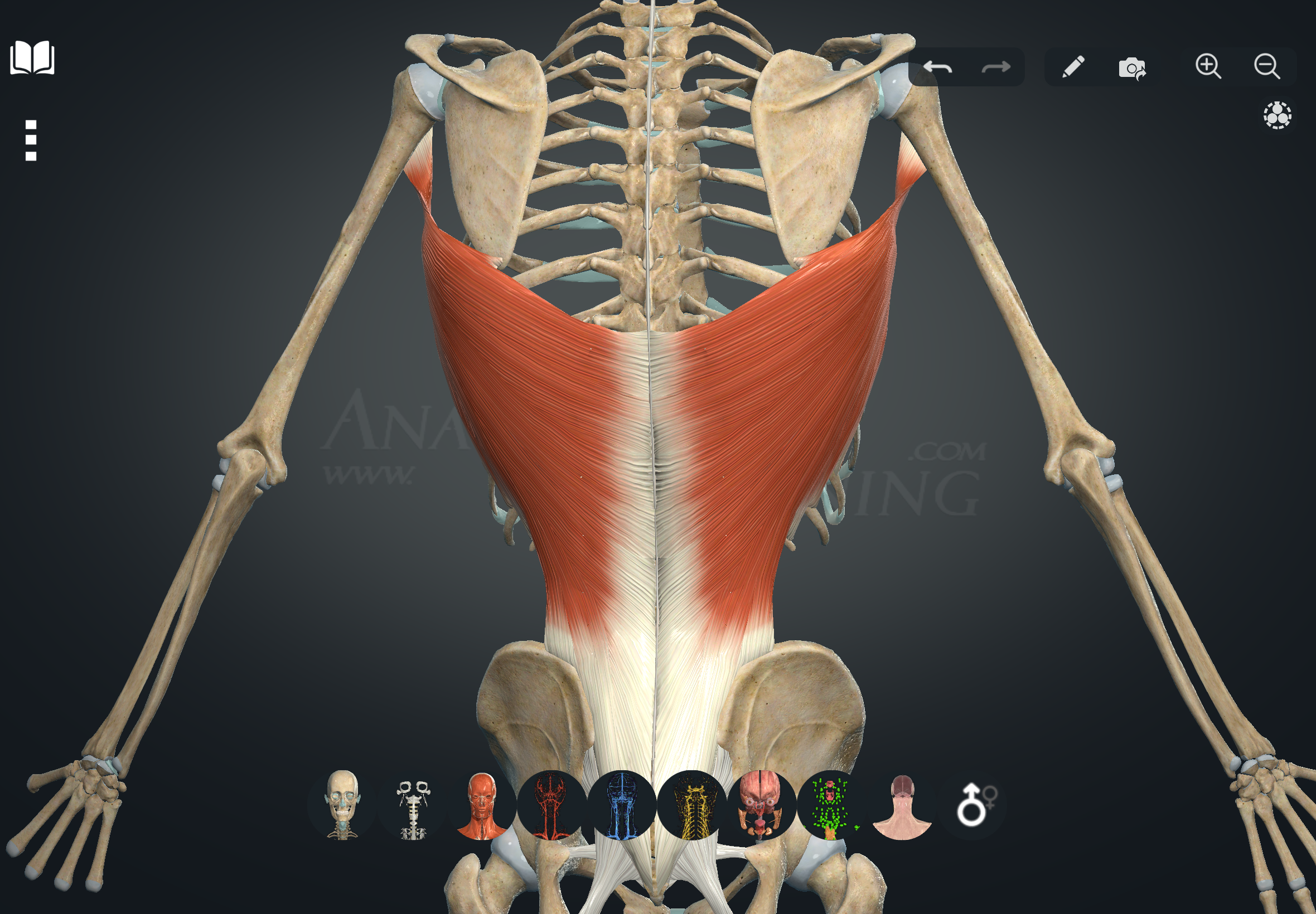 term image
