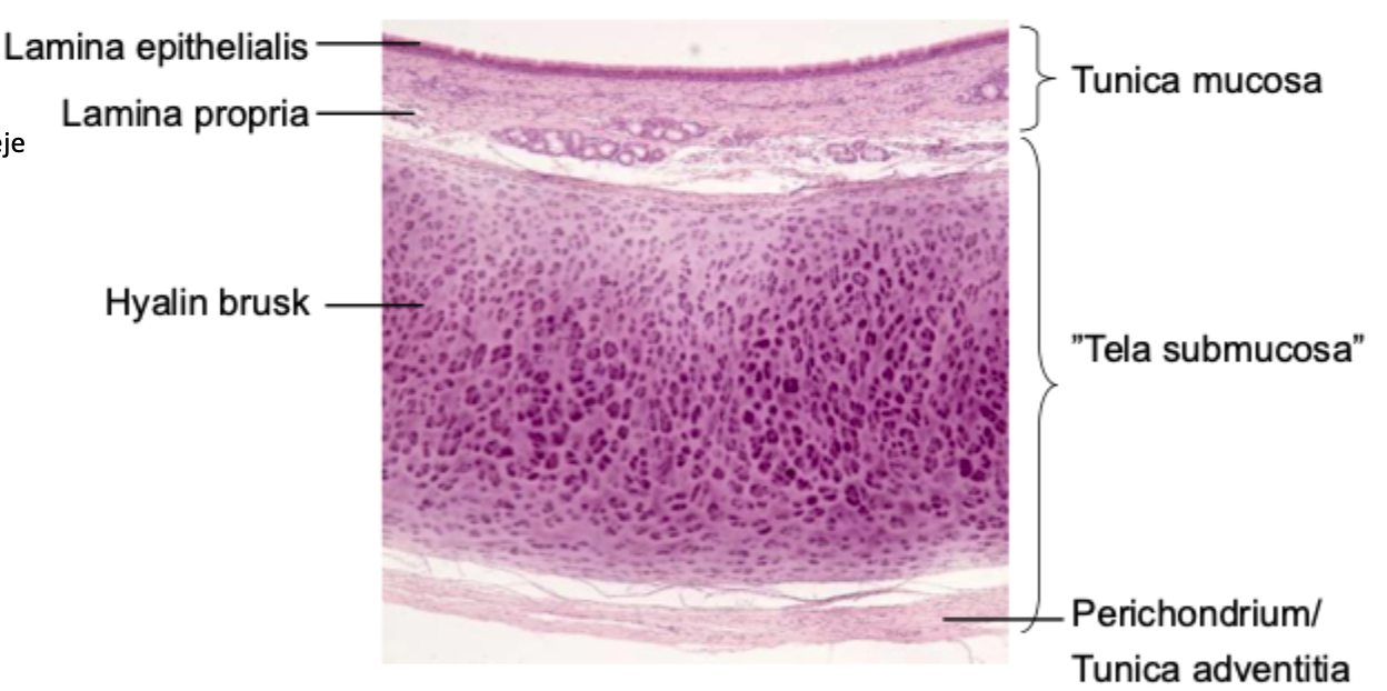<p>Type II collagen fibrils are very fine and embedded in a hydrated extracellular matrix.</p>