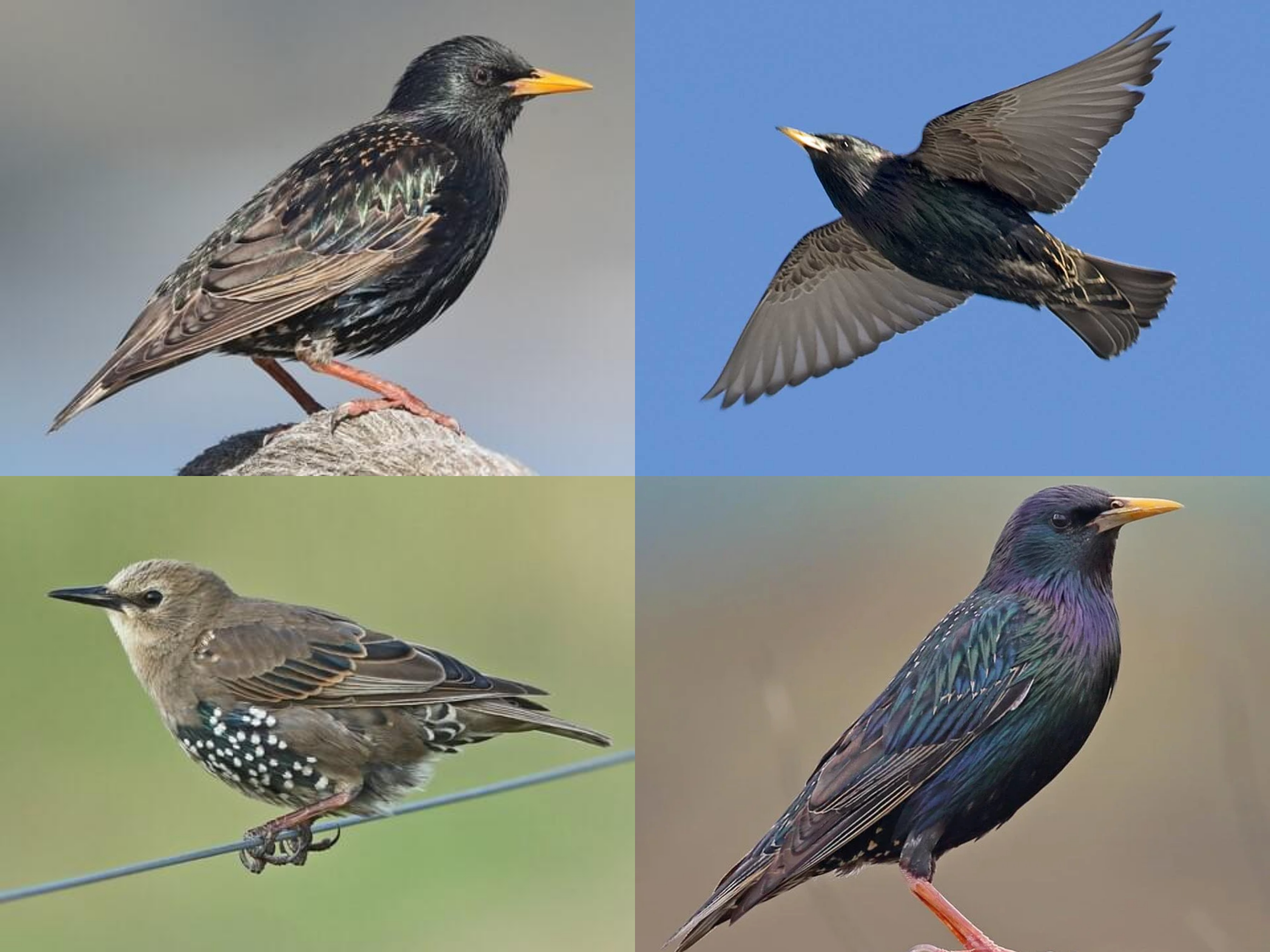<p>Order: Passeriformes</p><p>Family: Sturnidae</p><p>CN: European Starling</p><p>Alpha Code: EUST</p>