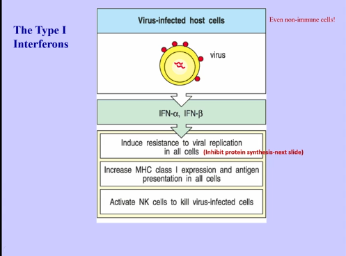 <p>Type 1 Interferons (cont) </p>