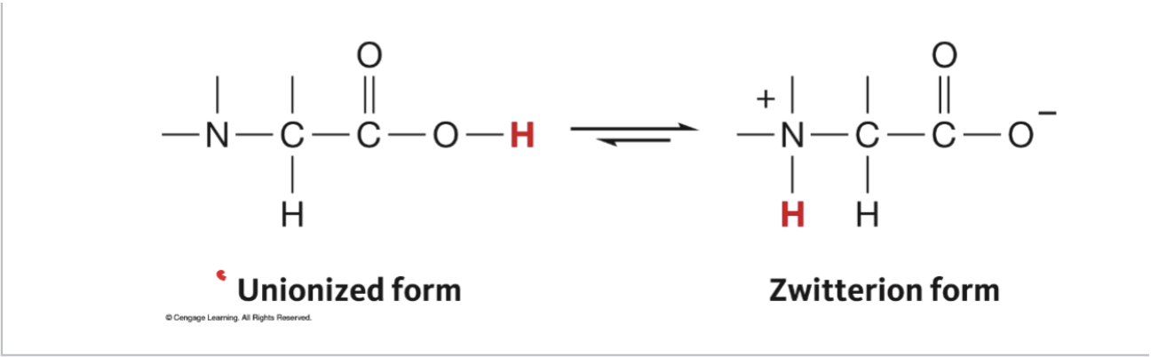<ul><li><p>When a compound contains both an amine and an acid, the hydrogen ion will move form the acid to the amine, resulting in a structure with one positive charge and one negative charge </p></li></ul><p>means hybrid; mix of two different charges</p>