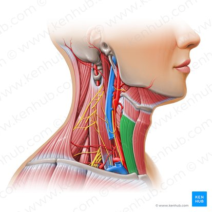 <p>sternothyroid (ACTION)</p>